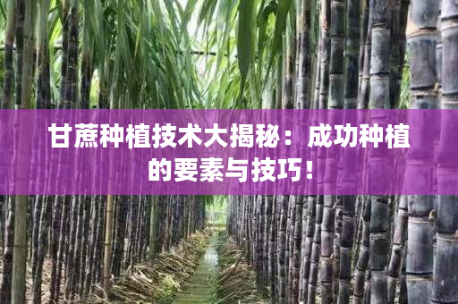 甘蔗种植技术大揭秘：成功种植的要素与技巧！