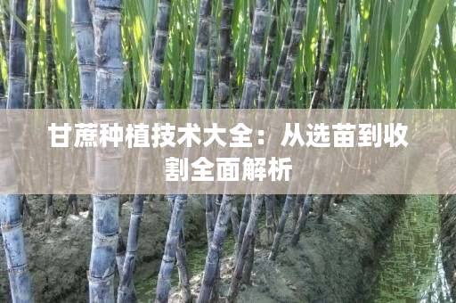 甘蔗种植技术大全：从选苗到收割全面解析