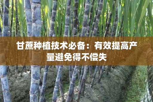 甘蔗种植技术必备：有效提高产量避免得不偿失