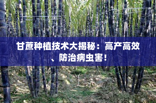 甘蔗种植技术大揭秘：高产高效、防治病虫害！