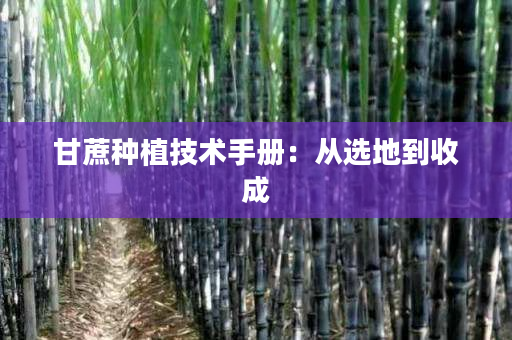 甘蔗种植技术手册：从选地到收成