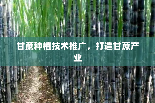 甘蔗种植技术推广，打造甘蔗产业