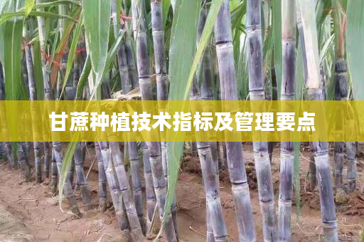 甘蔗种植技术指标及管理要点 甘蔗种植技术指标及管理要点