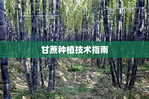 甘蔗种植技术指南 甘蔗种植技术指南