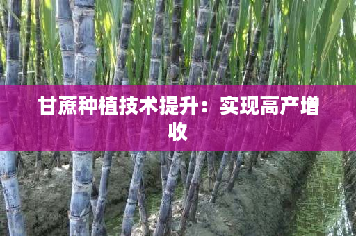 甘蔗种植技术提升:实现高产增收 甘蔗种植技术提升:实现高产增收