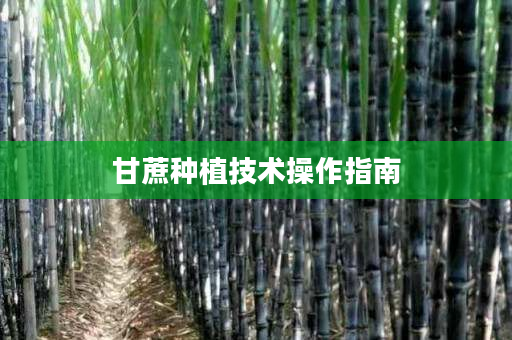 甘蔗种植技术操作指南 甘蔗种植技术操作指南