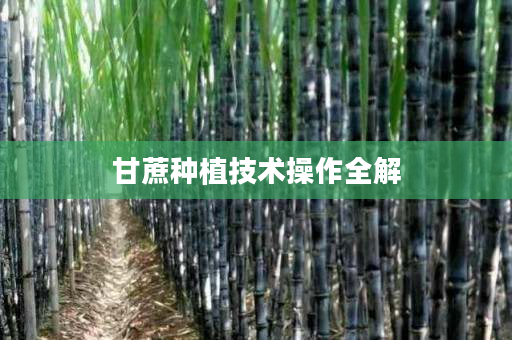 甘蔗种植技术操作全解 甘蔗种植技术操作全解