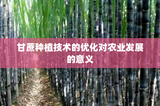 甘蔗种植技术的优化对农业发展的意义 甘蔗种植技术的优化对农业发展的意义