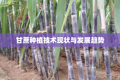 甘蔗种植技术现状与发展趋势