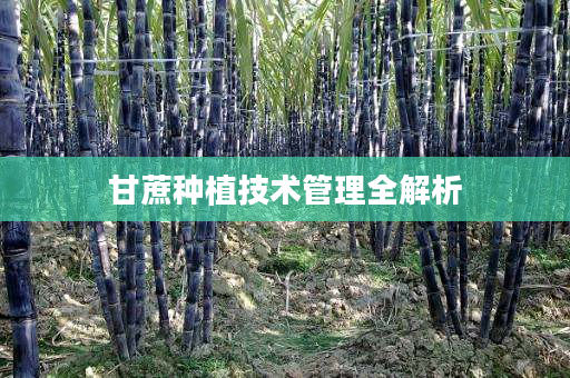 甘蔗种植技术管理全解析