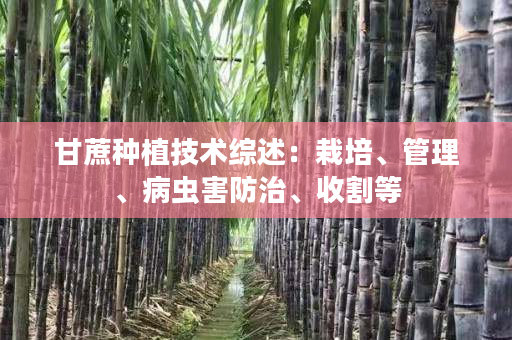 甘蔗种植技术综述:栽培、管理、病虫害防治、收割等 甘蔗种植技术综述:栽培、管理、病虫害防治、收割等