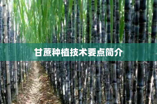 甘蔗种植技术要点简介 甘蔗种植技术要点简介