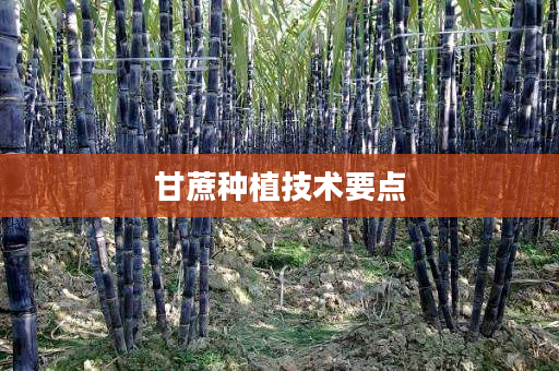 甘蔗种植技术要点