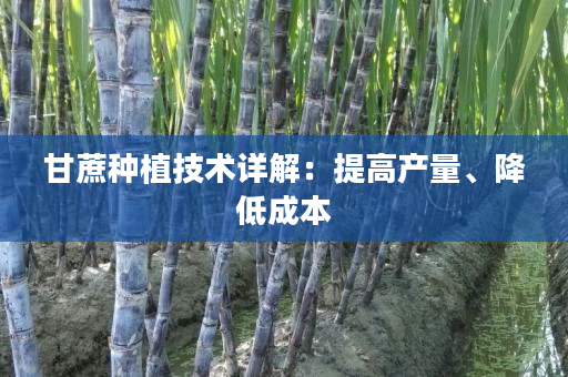 甘蔗种植技术详解:提高产量、降低成本 甘蔗种植技术详解:提高产量、降低成本