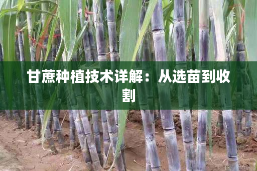 甘蔗种植技术详解:从选苗到收割 甘蔗种植技术详解:从选苗到收割