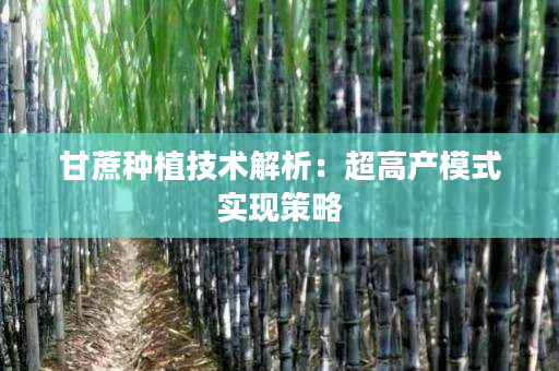 甘蔗种植技术解析:超高产模式实现策略 甘蔗种植技术解析:超高产模式实现策略