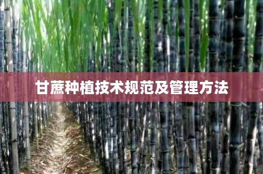 甘蔗种植技术规范及管理方法