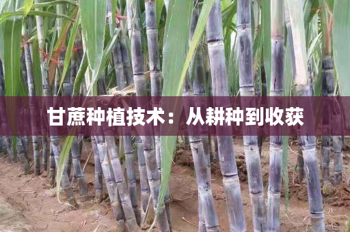 甘蔗种植技术：从耕种到收获