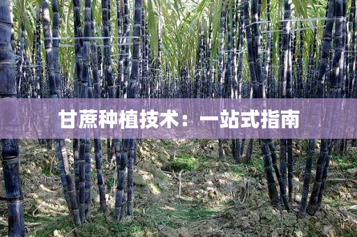 甘蔗种植技术：一站式指南