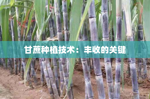 甘蔗种植技术:丰收的关键 甘蔗种植技术:丰收的关键