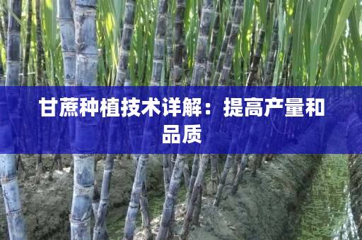 甘蔗种植技术详解：提高产量和品质