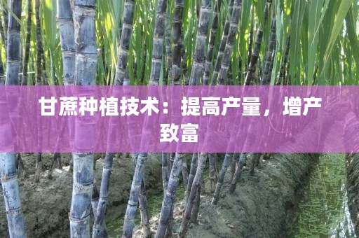 甘蔗种植技术:提高产量,增产致富 甘蔗种植技术:提高产量,增产致富