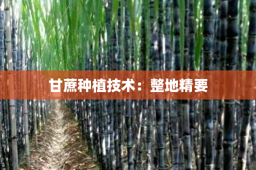 甘蔗种植技术:整地精要 甘蔗种植技术:整地精要
