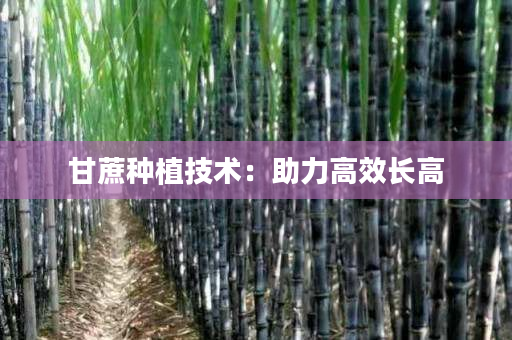 甘蔗种植技术：助力高效长高
