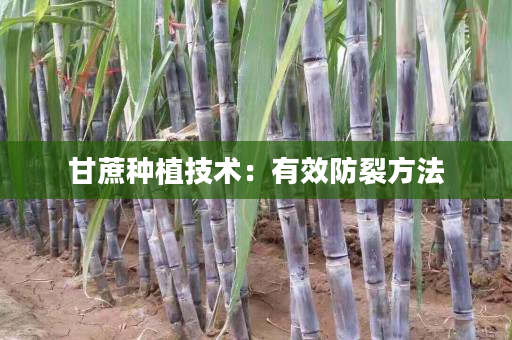甘蔗种植技术:有效防裂方法 甘蔗种植技术:有效防裂方法