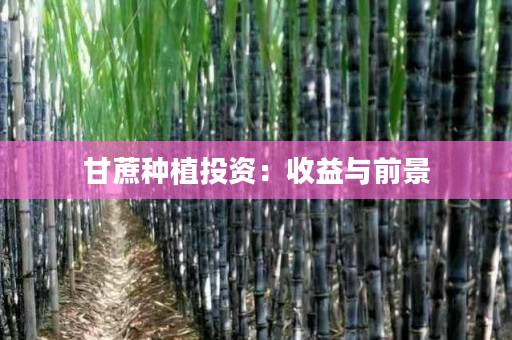 甘蔗种植投资:收益与前景 甘蔗种植投资:收益与前景
