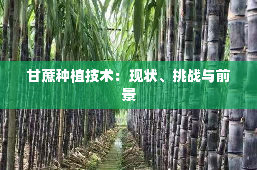 甘蔗种植技术:现状、挑战与前景 甘蔗种植技术:现状、挑战与前景