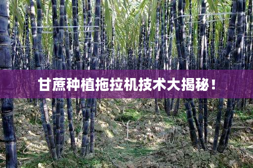 甘蔗种植拖拉机技术大揭秘！