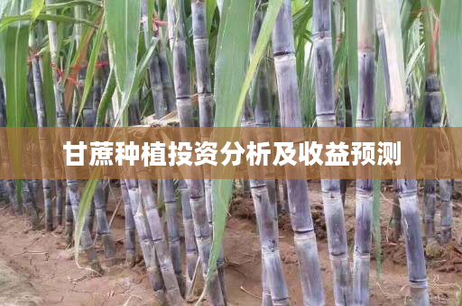 甘蔗种植投资分析及收益预测 甘蔗种植投资分析及收益预测