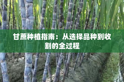 甘蔗种植指南：从选择品种到收割的全过程