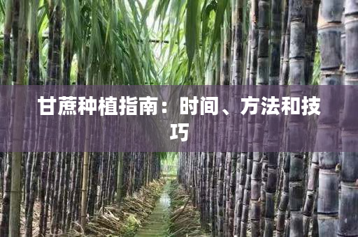 甘蔗种植指南:时间、方法和技巧 甘蔗种植指南:时间、方法和技巧