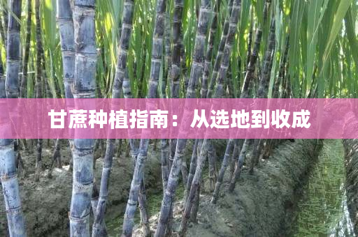 甘蔗种植指南：从选地到收成