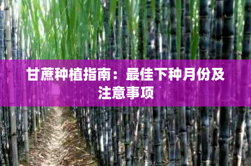 甘蔗种植指南:最佳下种月份及注意事项 甘蔗种植指南:最佳下种月份及注意事项