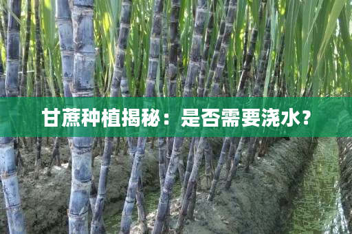 甘蔗种植揭秘:是否需要浇水? 甘蔗种植揭秘:是否需要浇水?