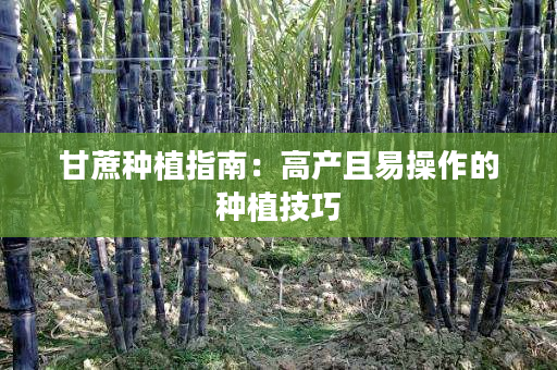 甘蔗种植指南:高产且易操作的种植技巧 甘蔗种植指南:高产且易操作的种植技巧