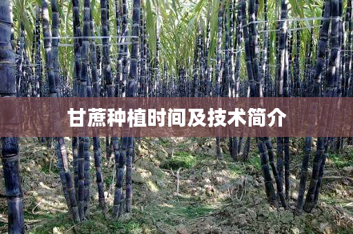 甘蔗种植时间及技术简介