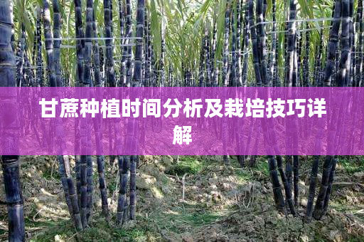 甘蔗种植时间分析及栽培技巧详解