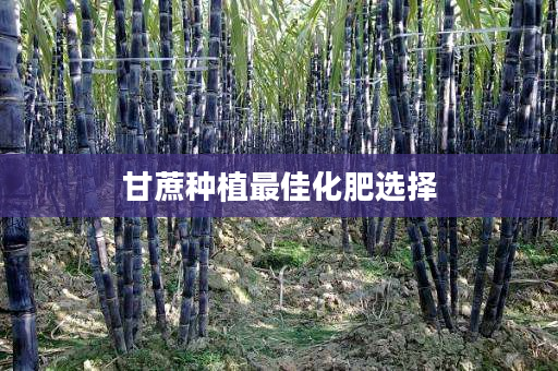 甘蔗种植最佳化肥选择 甘蔗种植最佳化肥选择