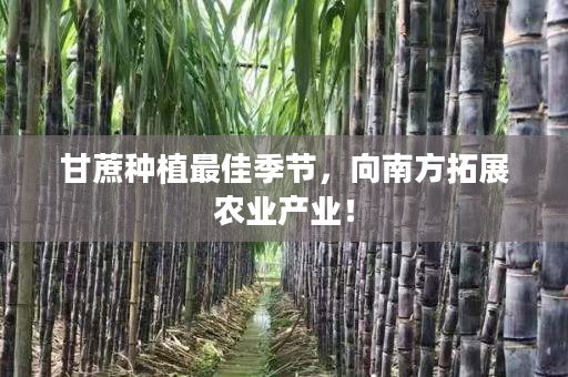 甘蔗种植最佳季节,向南方拓展农业产业! 甘蔗种植最佳季节,向南方拓展农业产业!