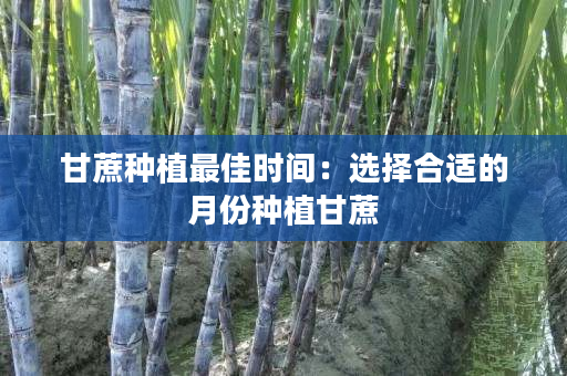 甘蔗种植最佳时间：选择合适的月份种植甘蔗