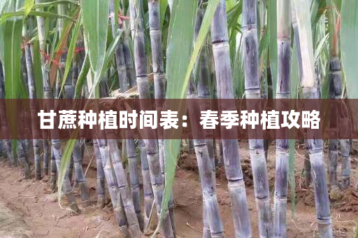 甘蔗种植时间表：春季种植攻略