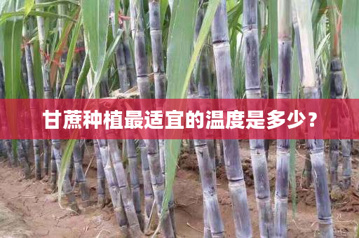 甘蔗种植最适宜的温度是多少? 甘蔗种植最适宜的温度是多少?