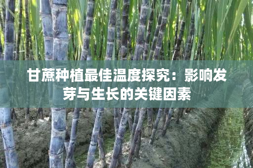 甘蔗种植最佳温度探究:影响发芽与生长的关键因素 甘蔗种植最佳温度探究:影响发芽与生长的关键因素