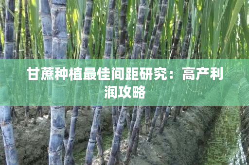 甘蔗种植最佳间距研究:高产利润攻略 甘蔗种植最佳间距研究:高产利润攻略