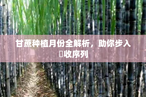 甘蔗种植月份全解析,助你步入豐收序列 甘蔗种植月份全解析,助你步入豐收序列