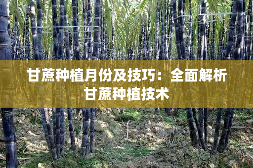 甘蔗种植月份及技巧:全面解析甘蔗种植技术 甘蔗种植月份及技巧:全面解析甘蔗种植技术